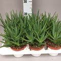 Aloe mitriformis