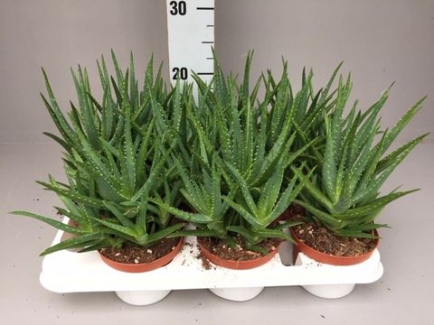 Aloe mitriformis