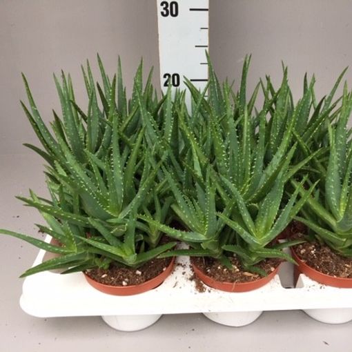 Aloe mitriformis