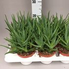 Aloe mitriformis