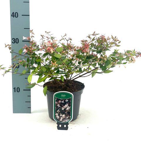 Abelia x grandiflora