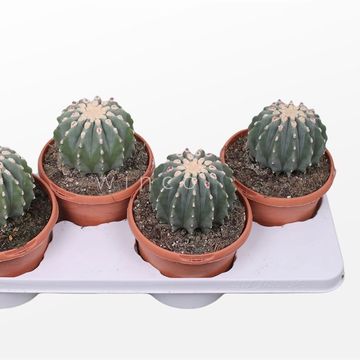 Ferocactus glaucescens inermis