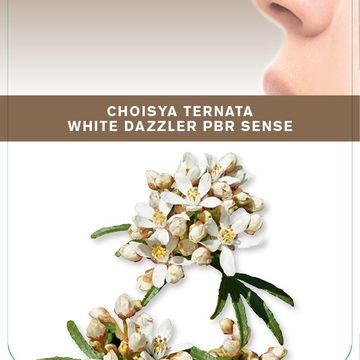 Choisya WHITE DAZZLER