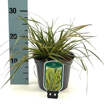 Carex oshimensis EVERCOLOR EVEREST