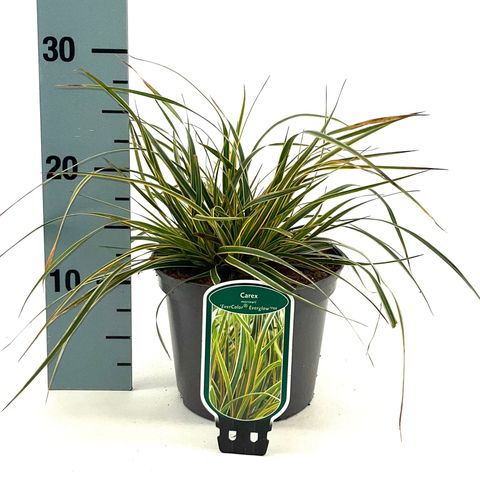 Carex oshimensis EVERCOLOR EVEREST