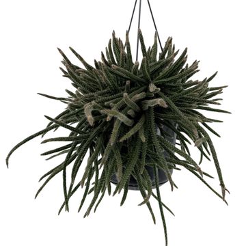 Rhipsalis baccifera horrida