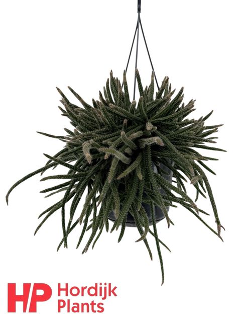 Rhipsalis baccifera horrida