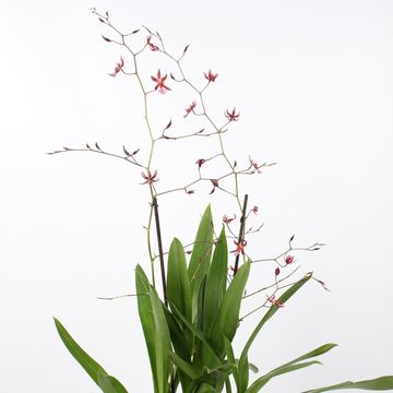 Oncidium 'Mieke von Holm'