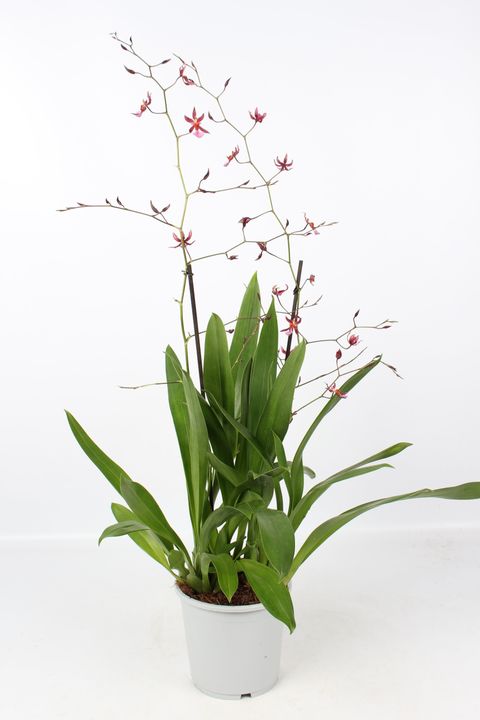Oncidium 'Mieke von Holm'