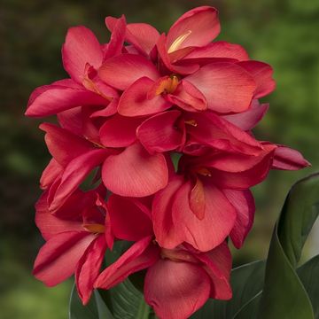 Canna 'Cannasol Happy Isabel'