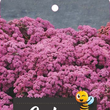 Sedum SUNSPARKLER CHERRY TART