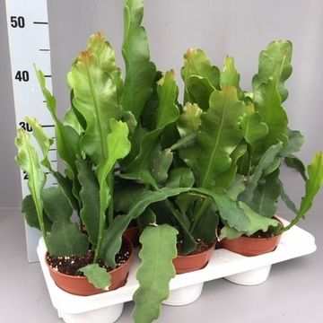 Epiphyllum BEAVERTAIL