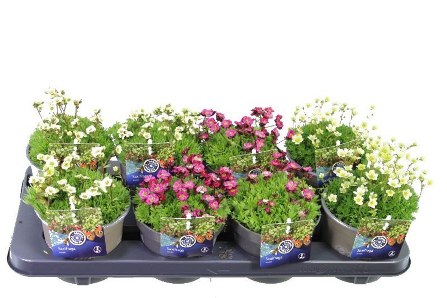 Saxifraga MIX — Plant Wholesale FlorAccess