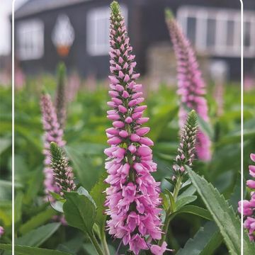 Veronica spicata CANDELA PINK