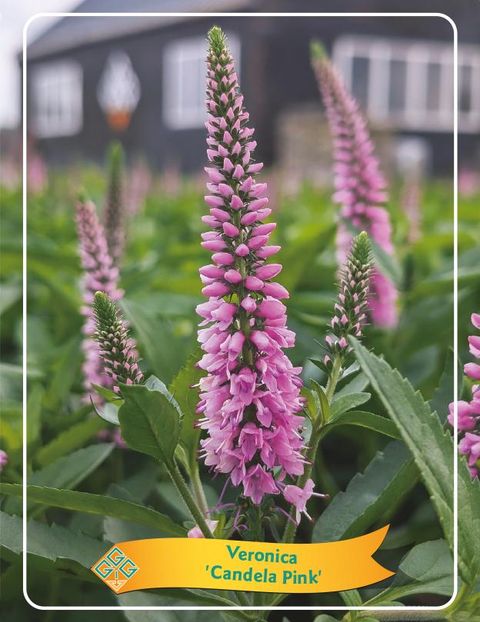 Veronica spicata CANDELA PINK