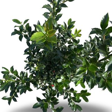 Ilex x meserveae 'Blue Maid'