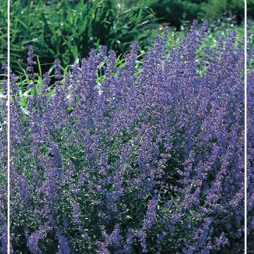 Nepeta MIX