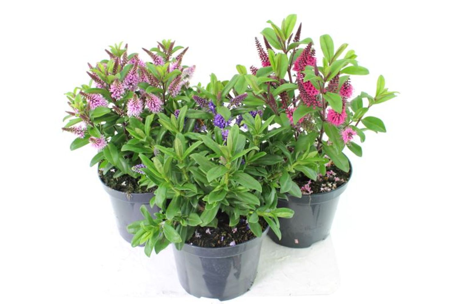 hebe-mix-floraccess