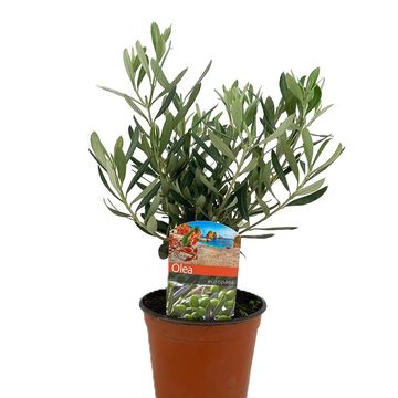 Olea europaea