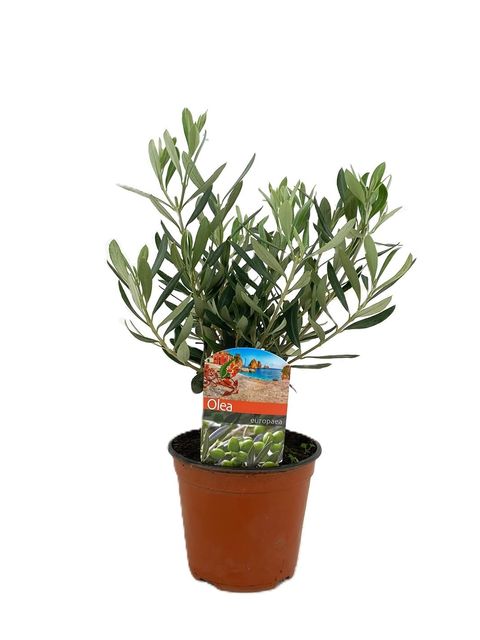 Olea europaea