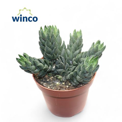 Haworthia reinwardtii