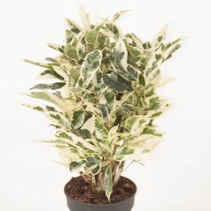 Codiaeum variegatum 'Tamara'
