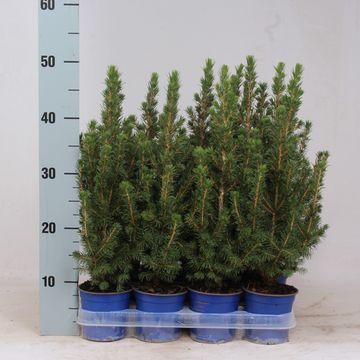 Picea glauca 'Conica'