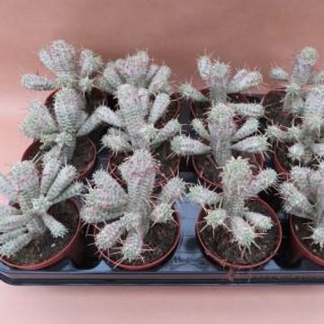 Euphorbia mammillaris variegata