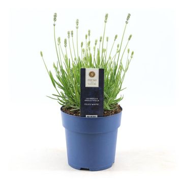 Lavandula angustifolia 'Felice White'