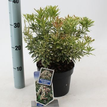 Pieris japonica 'Вариегата'