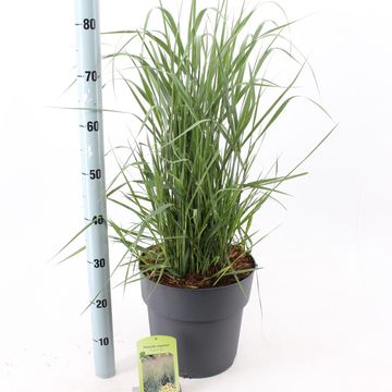 Panicum virgatum 'Prairie Sky'