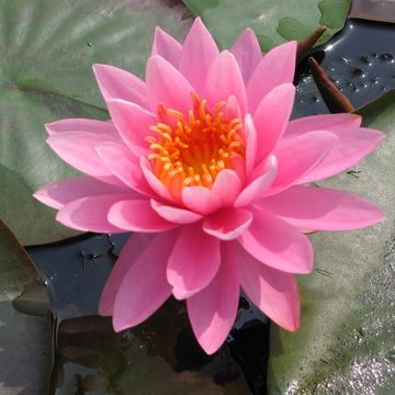 Nymphaea 'Perry's Magnificent'