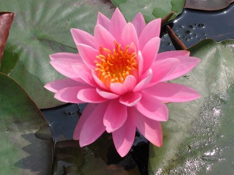 Nymphaea 'Perry's Magnificent'