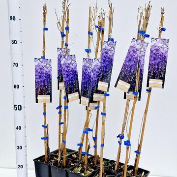 Wisteria sinensis 'Prolific'