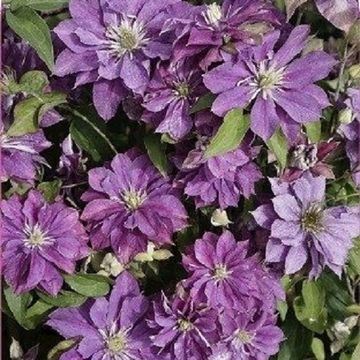 Clematis ROLLERCOASTER (EL)