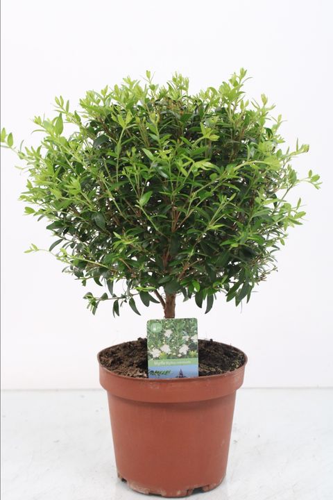 Myrtus communis