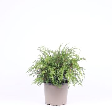 Microbiota decussata