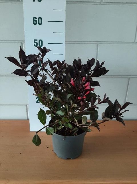 Weigela florida 'Alexandra'