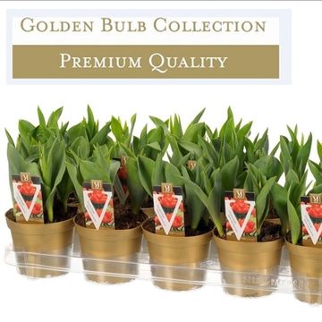 Tulipa 'Monte Orange'