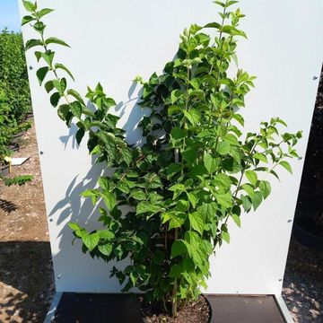 Philadelphus 'Virginal'