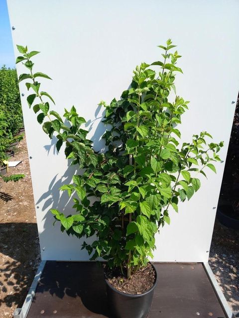 Philadelphus 'Virginal'