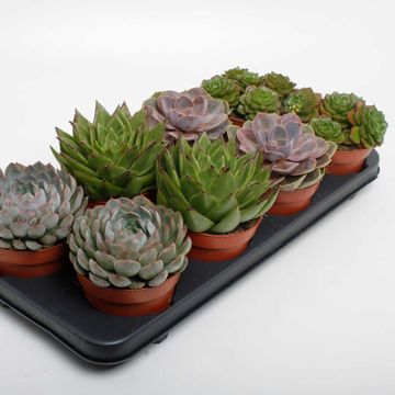 Echeveria MIX