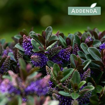 Hebe VINOA PURPLE