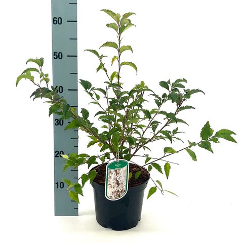 Prunus incisa 'Mikinori'