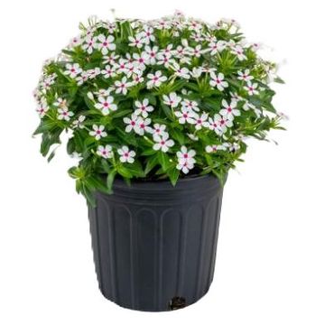 Catharanthus roseus SOIREE KAWAII WHITE