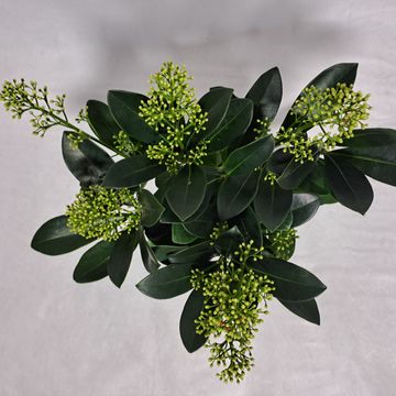 Skimmia japonica 'Finchy'