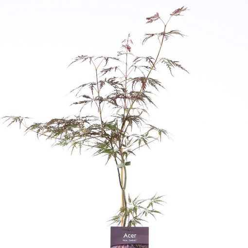 Acer palmatum 'Garnet' (Ronald Roos B.V., Boomkwekerij)