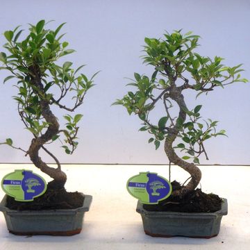 Ficus retusa