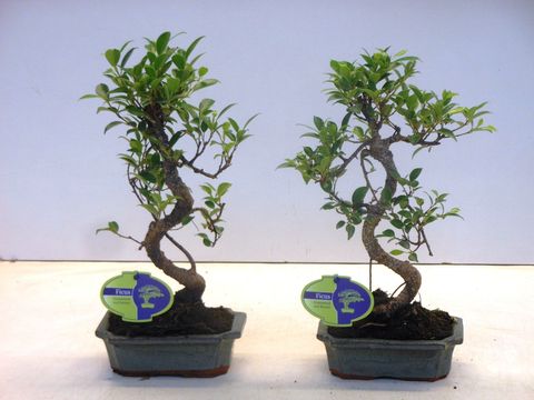 Ficus retusa
