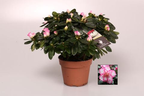 Rhododendron 'Hülsten'